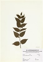 藏品(毛茉莉)的圖片